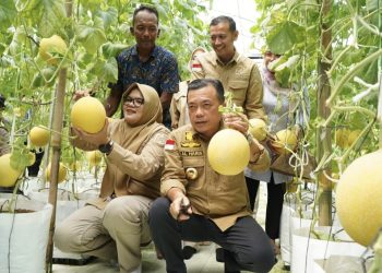 Turun ke Tanjabtim, Gubernur Al Haris Tinjau Jalan dan Panen Perdana Melon Premium