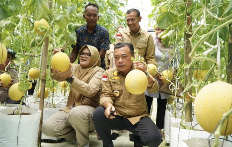 Turun ke Tanjabtim, Gubernur Al Haris Tinjau Jalan dan Panen Perdana Melon Premium
