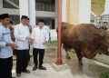 Gubernur Al Haris Serahkan Sapi Kurban Presiden Prabowo Seberat 930 Kilogram Di Jambi