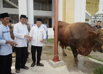Gubernur Al Haris Serahkan Sapi Kurban Presiden Prabowo Seberat 930 Kilogram Di Jambi