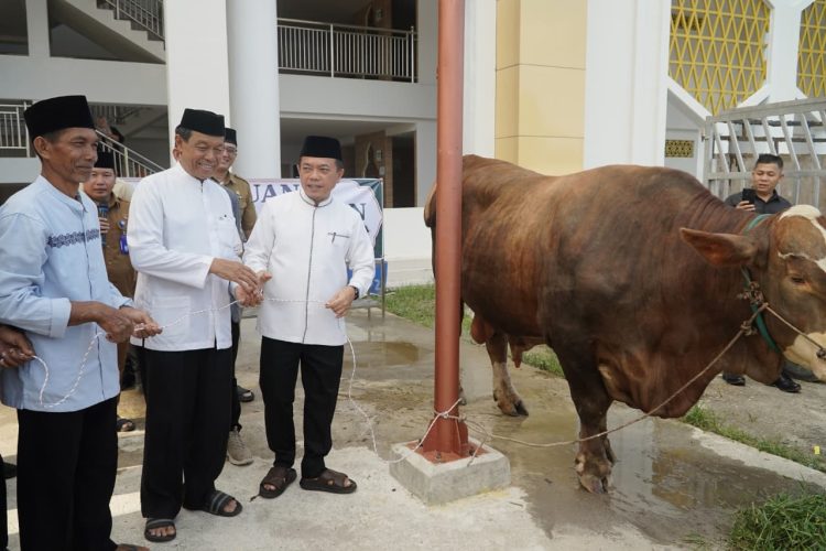 Gubernur Al Haris Serahkan Sapi Kurban Presiden Prabowo Seberat 930 Kilogram Di Jambi