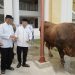 Gubernur Al Haris Serahkan Sapi Kurban Presiden Prabowo Seberat 930 Kilogram Di Jambi