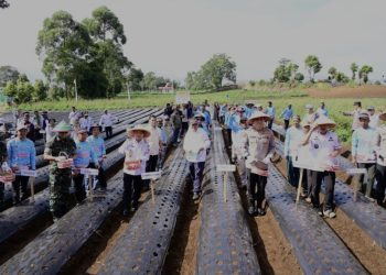 Dukung Ketahanan Pangan Nasional, Polda Jambi Laksanakan Penanaman Bawang Putih Di Kayu Aro