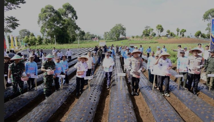 Dukung Ketahanan Pangan Nasional, Polda Jambi Laksanakan Penanaman Bawang Putih Di Kayu Aro
